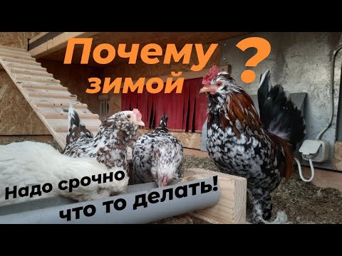 Видео: УБИРАТЬ НАСЕДКУ ИЗ КУРЯТНИКА ИЛИ НЕТ?  КУРЯТНИК "ЛЮКС". АЛТАЙСКАЯ БЕНТАМКА.