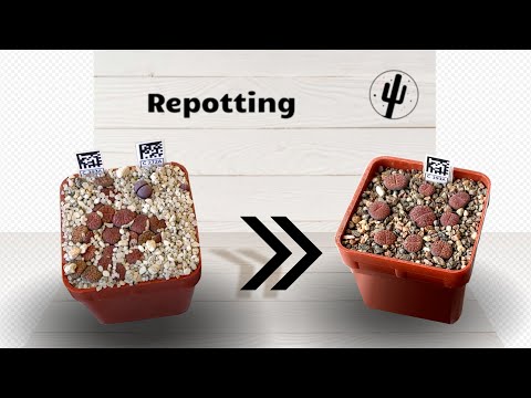 Видео: Пикировка литопсов / Lithops thinning