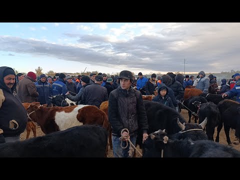 Видео: АБАЙ-ЭМКАДОС МАЛ КУЙ БАЗОР НАРХЛАРИ