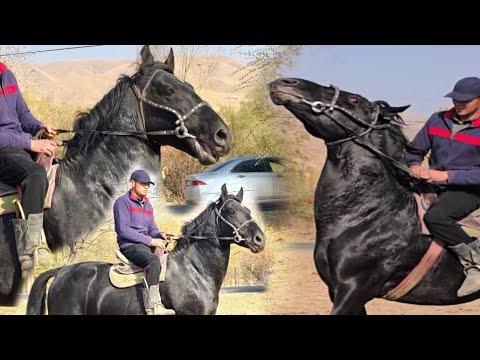 Видео: Улагы таамай  Кара Кашка Гарантия💯