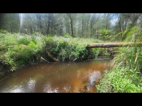 Видео: Ловля дикой форели в Маунтин-Крик