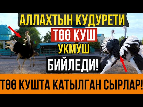 Видео: ТӨӨ КУШ  тууралуу сиз билбеген СЫРЛАР І Төө куш УКМУШ бийледи