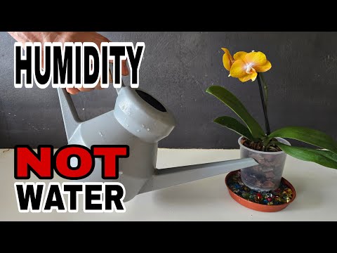 Видео: ВЛАЖНОСТЬ — секрет идеального ухода за орхидеей фаленопсис?