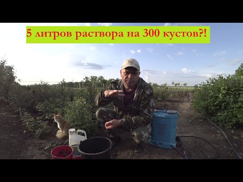 Видео: Обработка 300 кустов роз 5ю литрами раствора баковой смеси!