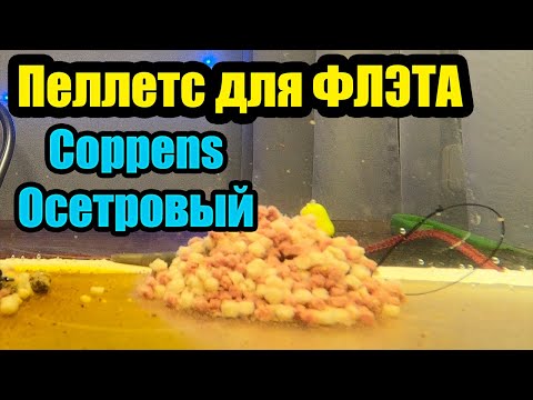 Видео: Пеллетс для ФЛЭТ ФИДЕРА  Коппенс Coppens | Осетровый пеллетс |ФЛЭТ МЕТОД