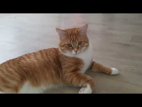 Видео: Степа и баске