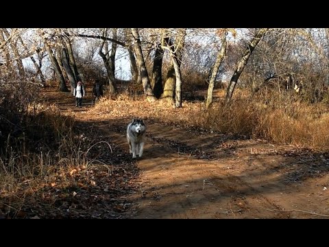 Видео: Стихи приморских поэтов.Татьяна Белякова -"Хмурая осень"