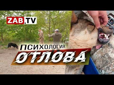 Видео: ООО «Пять звезд» - найти собаку, поймать собаку