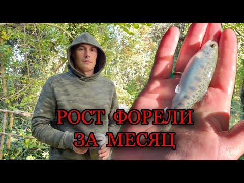 Видео: Темп роста форели за месяц!