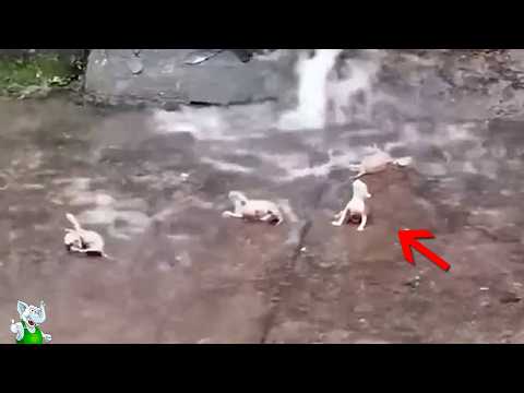 Видео: Такого Ты Не Видел! Случаи с Животными Удивляют по Полной