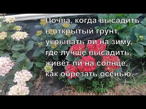 Видео: Гортензия ремонтантная Как правильно вырастить.