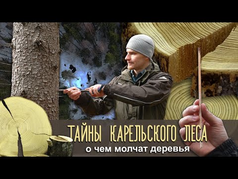 Видео: О ЧЕМ МОЛЧАТ ДЕРЕВЬЯ | Тайны карельского леса