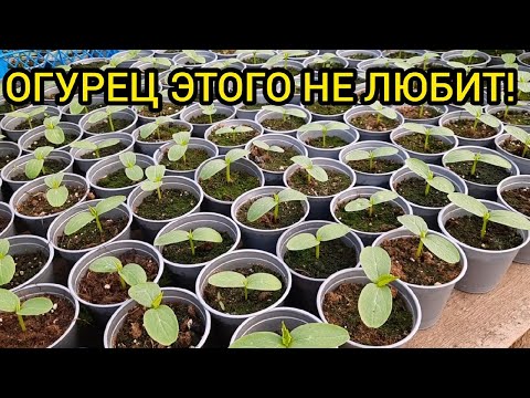Видео: 7 ЗАПРЕТОВ ПРИ ВЫРАЩИВАНИИ РАССАДЫ ОГУРЦА