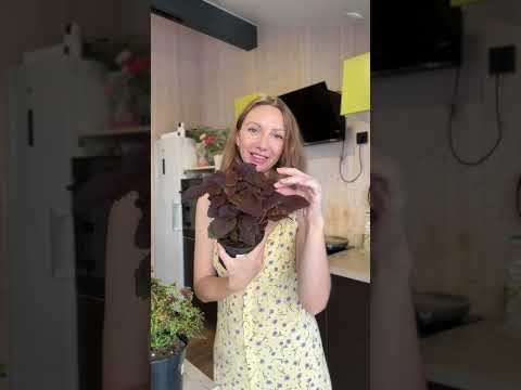 Видео: Какие колеусы самые компактные. Мои личные фавориты, которые не требуют особой формировки