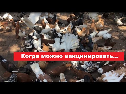 Видео: Когда лучше вакцинировать голубей?