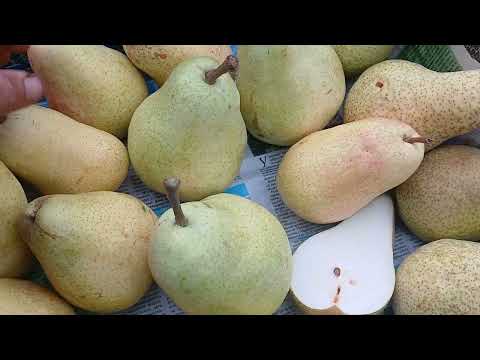 Видео: Дельбар'ю і Осінь Буковини. Осінні груші.