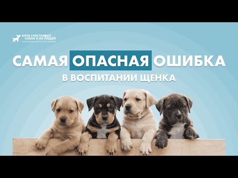 Видео: Самая большая ошибка в воспитании щенка