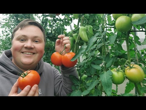 Видео: Обработка и заправка теплицы с осени! УРОЖАЙ ВАС ЗАВАЛИТ!🍅🥒🌶