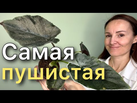 Видео: Посадка в Leshuza на фитиль  АЛОКАЗИИ Анторо Вельвет / Alocasia Antoro Velvet. Новинка!