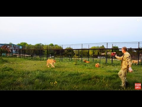 Видео: Львицам интересно именно ОТОБРАТЬ МЯСО...!