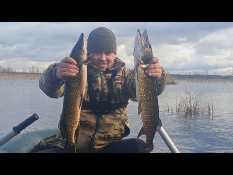 Видео: Знову ставлю жерлиці, клювання вже не ті але результат є.