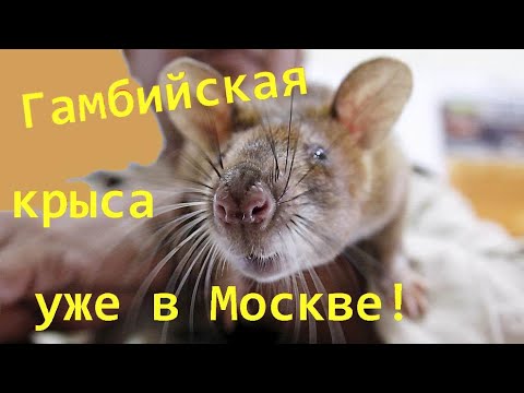 Видео: Выставка грызунов "Зоопалитра" или Гамбийская крыса уже в Москве! :)