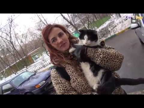 Видео: Cats&DogsTV - УДИВИТЕЛЬНЫЙ МИР КОШЕК - КОТЫ-АРИСТОКРАТЫ ИЗ МОСКОВСКИХ ПОДВАЛОВ/. ARISTOCRAT CATS