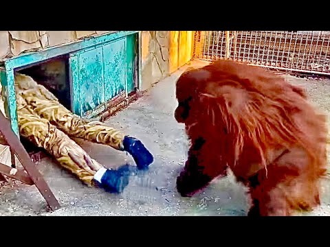 Видео: СМЕЕМСЯ не ПЕРЕСТАВАЯ! На что только не пойдешь чтобы завести орангутана Дану в теплый вольер!!!