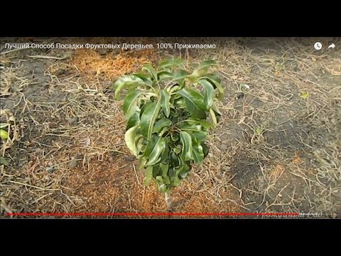 Видео: Лучший Способ Посадки Фруктовых Деревьев. 100% Приживаемость