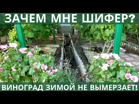 Видео: Сделал такой короб для укрытия винограда, и не пожалел! 99% почек отлично стартуют весной!
