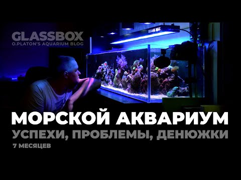 Видео: Мой морской аквариум. Обзор итога 7 месяцев.