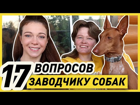 Видео: ИНТЕРВЬЮ С ЗАВОДЧИКОМ СОБАК Марией Оболенской | Разведение собак - бизнес или наука?