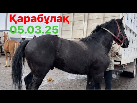 Видео: 05.03.25 Жылқы бағасы 2-бөлім Қарабұлақ мал базары