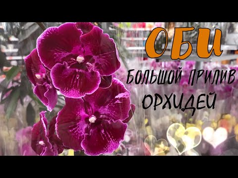 Видео: Аббы в городе! Накрыло девятым валом! Океан ОРХИДЕЙ в новом привозе, в ОБИ-Лахта. СПБ, 14.07.22.
