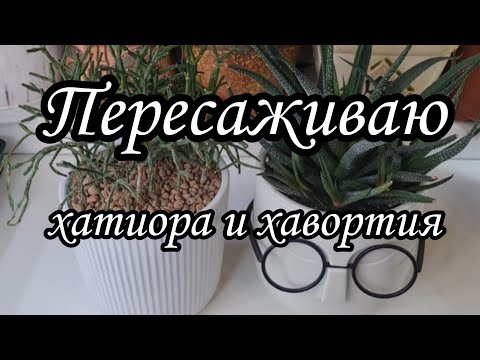 Видео: Хавортия сбросила корни #succulent