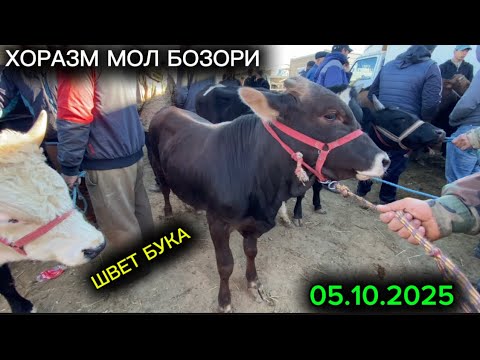 Видео: БОКИЛАДИГАН ЁШ НОВВОС ВА КОЧАР НАРХЛАРИ БУГУН ЗУР МОЛЛАР ТУШДИ УРГАНЧ ГАЙБУ МОЛ БОЗОРИ 