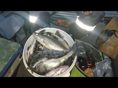 Видео: 11.11.24 берш отборный по ведру за день.             ГОРЕ-МОРЕ
