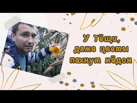 Видео: Нееее... к этой корове я не подойду) Как мы приехали к родителям чинить морозильник