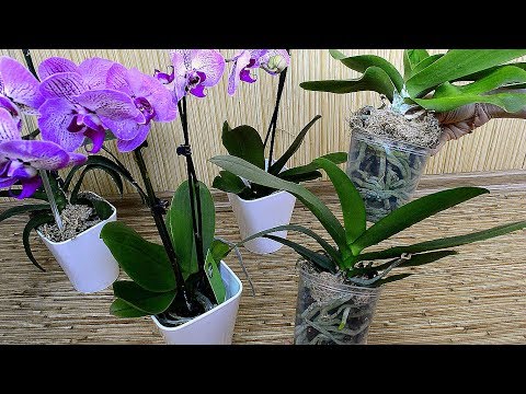 Видео: Корни орхидеи...результаты посадки орхидеи в керамзит!!!