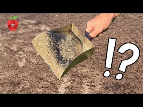 Видео: Осенью я посыпаю им весь сад! Это творит чудеса с растениями и почвой!
