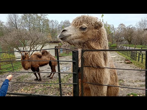 Видео: Рівненський міський зоопарк