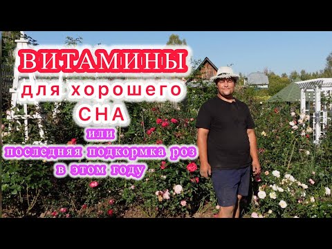 Видео: Всё о системе питания роз. Даю последнюю подкормку и отправляю розы спать!