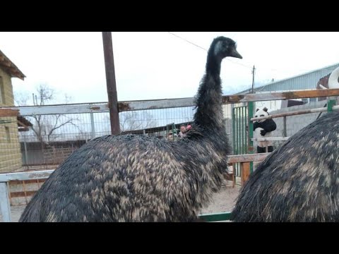 Видео: Шустрый ТӨӨ-КУШТАР || Жөжөлөрүн өстүргөн ДЫЙКАН