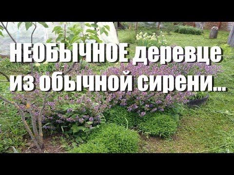 Видео: Японское деревце из сирени, ломаный ствол, секреты обрезки