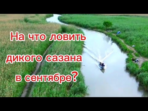 Видео: На что идёт дикий сазан в сентябре? Кабаны подошли слишком близко.