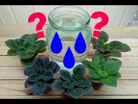 Видео: Как правильно поливать детки фиалок  Советы.