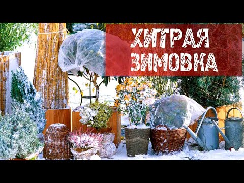Видео: ЗИМОВКА КОНТЕЙНЕРНЫХ РАСТЕНИЙ