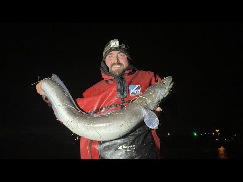 Видео: Ловля морского угря | PB At The Yard, Пембрукшир