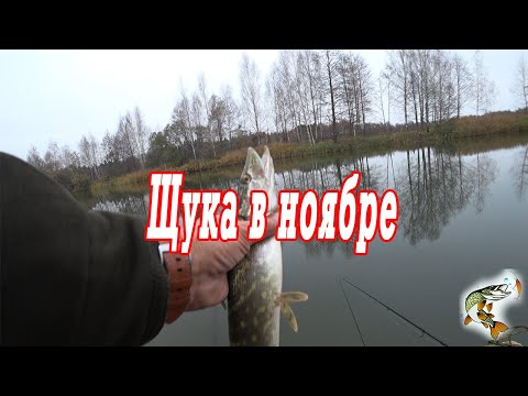 Видео: Ноябрь, спиннинг, поиск щуки