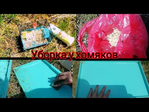 Видео: Уборка у сирийского хомяка 🐹🐹🐹